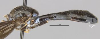 Media type: image;   Entomology 26153 Aspect: habitus lateral view